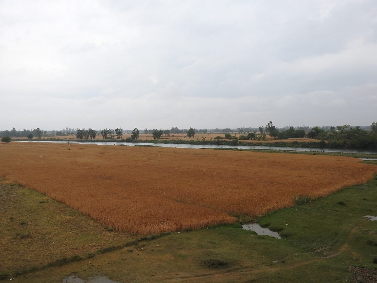 A wide view of ripening wheat fields stretching to the horizon in Punjab, India