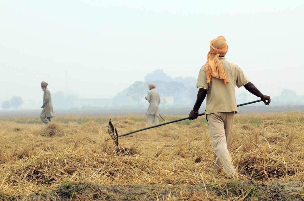 Harvested rice fields in Punjab being prepared for burning, with straw spread on the ground