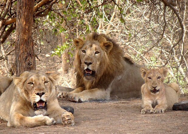 Gir National Park (Sasan Gir)