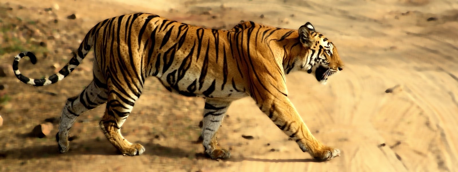 Kanha National Park