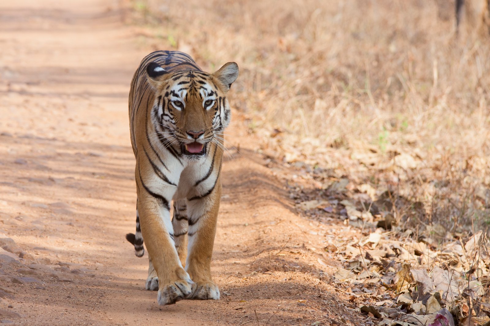 Tadoba-Andhari Tiger Reserve