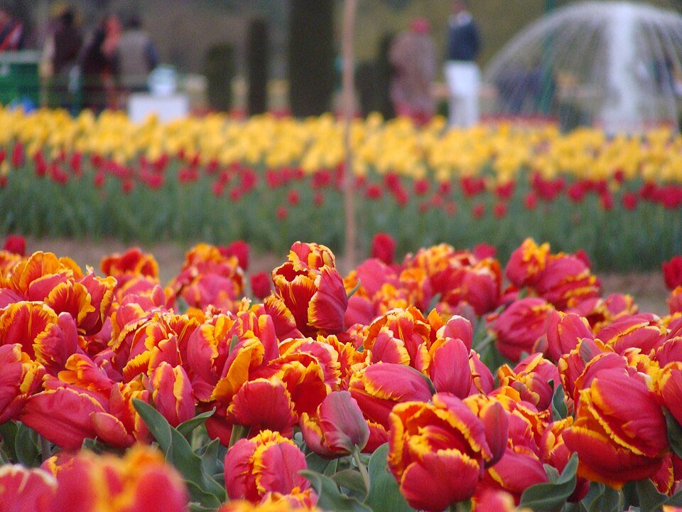 Kashmir (Srinagar)